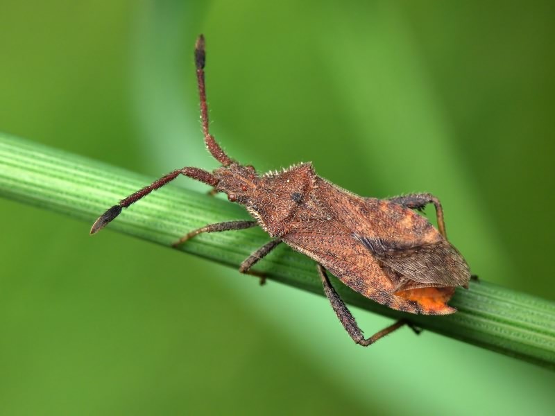 Coriomeris denticulatus (Scopoli, 1763)
